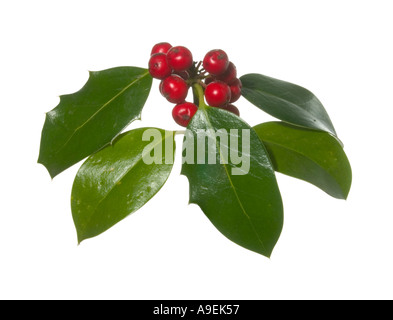 Holly lascia i frutti di bosco in autunno intaglio Surrey in Inghilterra Foto Stock