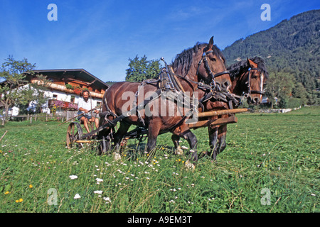 A sud il tedesco Coldblood cavalli (Equus caballus) di un team di due tirando una macchina rasaerba con l'agricoltore Hubert Kirchmair. Tirol Foto Stock