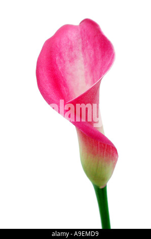 Nome comune Calla Lily Arum lily nome latino Zantedeschia Foto Stock