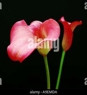 Nome comune Calla Lily arum lily nome latino Zantedeschia Foto Stock