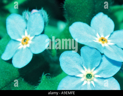 Nome comune non ti scordar di me nome latino Myosotis Foto Stock