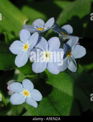Nome comune non ti scordar di me nome latino Myosotis Foto Stock