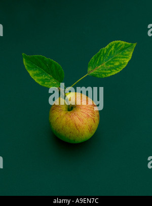 Nome comune Apple nome latino Malus Foto Stock