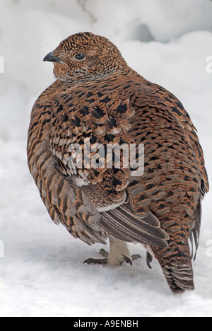 Forcelli (Tetrao tetrix, Lyrurus tetrix), femmina sulla neve Foto Stock