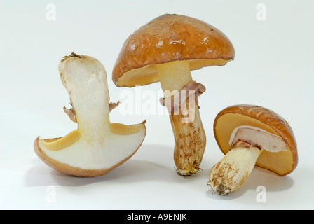 Jack scivolose, Sticky Bun (Suillus luteus), studio immagine Foto Stock