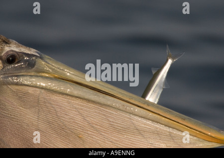 Marrone Pelican con parte di pesce che si stacca dal becco Primo piano estremo Foto Stock