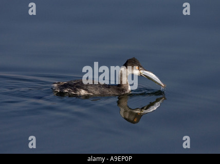 Eared Grebe con pesce Foto Stock