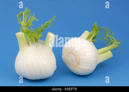 Firenze finocchio (Foeniculum vulgare var. azoricum), due lampadine, studio immagine Foto Stock