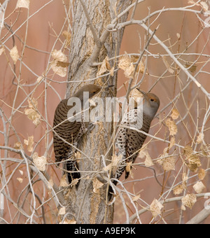 Northern Flicker coppia Foto Stock