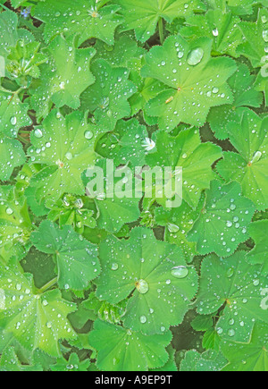 Signora mantello (Alchemilla sp.). Foglie con gocce di rugiada Foto Stock