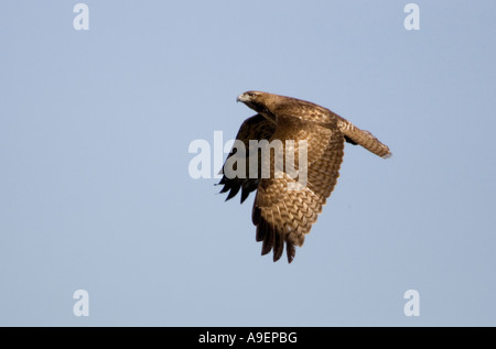 Red tailed Hawk battenti Foto Stock