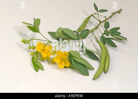 Argentina senna (Senna corymbosa, Cassia corymbosa), ramoscello con fiori e frutta studio immagine Foto Stock