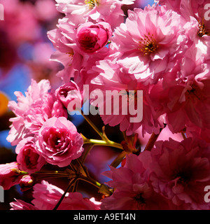 Display vibranti dei fiori di ciliegio Foto Stock