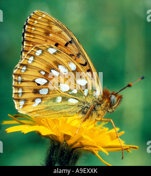 Verde scuro (Fritillary Mesoacidalia aglaja, Argynnis aglaja) sul fiore Foto Stock