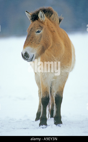 Przewalskis cavallo, cavallo selvatico della Mongolia (Equus caballus) nella neve Foto Stock