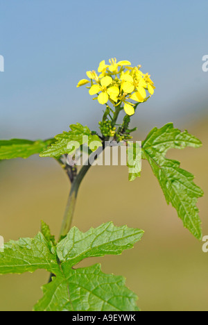 La senape bianca (Sinapis alba), fioritura stelo Foto Stock