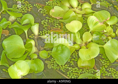 Acqua comune Hyazinth (Eichhornia crassipes), foglie Foto Stock