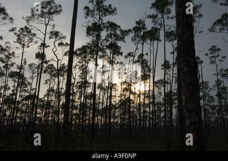 Tramonto in una foresta di pini Everglades National Park - Florida - USA Foto Stock
