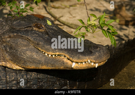 Close-up di un coccodrillo testa del Gatorland - Orlando - Florida - USA Foto Stock