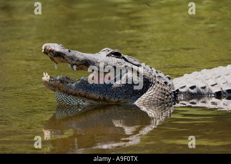 Alligatore con bocca aperta Gatorland - Orlando - Florida - USA - US - Stati Uniti d'America Foto Stock