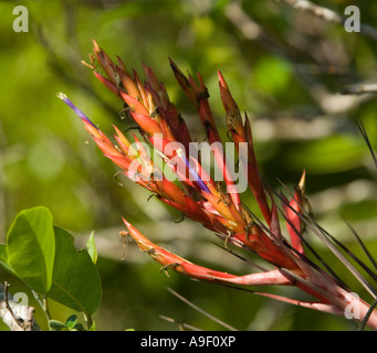 Quill foglie fioritura Tillandsia fasciculata Everglades National Park - Florida - USA - US - Stati Uniti d'America Foto Stock
