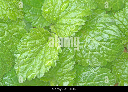 Melissa (Melissa officinalis), foglie fresche visto da sopra Foto Stock