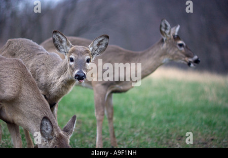 American culbianco cervi nel loro ambiente naturale. Foto Stock