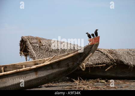 Gli uccelli di attendere per i pescatori a portare le loro catture sulla prua di una barca da pesca sulla spiaggia di Varkala Kerala, India del Sud Foto Stock