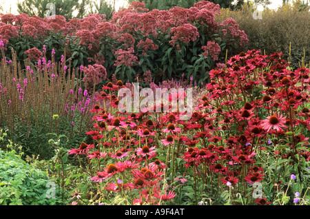 Pensthorpe Millennium Giardino Echinacea Rubinstern Eupatorium, Norfolk, Designer Piet Oudolf, prateria, piantagione di massa, frontiere Eng Foto Stock