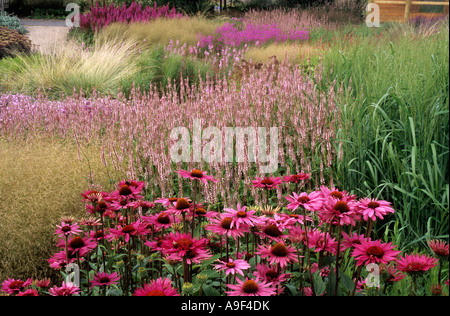 Pensthorpe Millennium Giardino Echinacea Rubinstern graminacee Lythrum , Norfolk, Designer Piet Oudolf, prateria, piantagione di massa Foto Stock