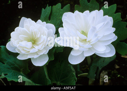 Sanguinaria canadensis 'Flore Plena', 'Multiplex', 'Plena', fiore bianco, pianta di giardino, sanguinarias Foto Stock