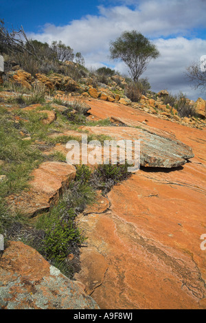 Weathered ed eroso color ocra di roccia di granito affioramento in Western Australian Outback Foto Stock