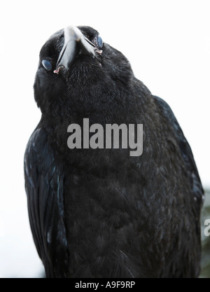 Raven comune un contatto ravvicinato e personale Foto Stock