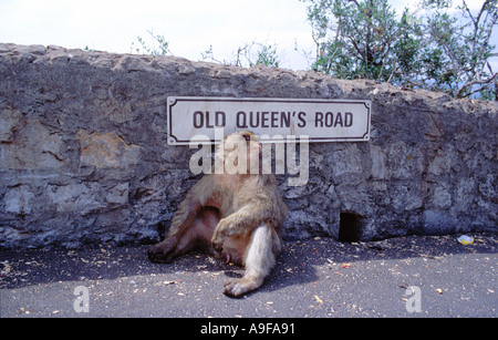 Un maschio di scimmia rilassante sulla vecchia Queens Road in Gibilterra Foto Stock