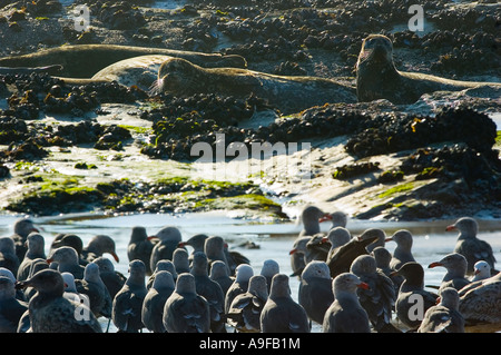 Le guarnizioni di tenuta del porto (Phoca vitulina) e Heermann's gabbiani (Larus heermanni) di Santa Barbara in California Foto Stock