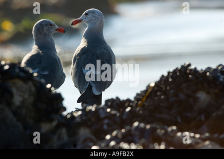 La Heermann gabbiani (Larus heermanni), una rara relativly avvistamento a Santa Barbara, California. Foto Stock