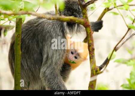 Asia, Borneo, Malaysia, Bako National Park, Foglia Argento di scimmia (Trachypithecus cristatus) e della prole nella struttura ad albero Foto Stock