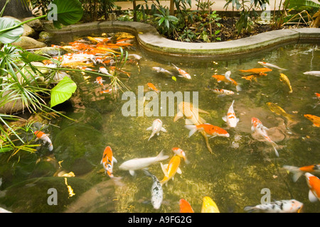 La carpa stagni all'interno di uno Utama Shopping Centre in Bandar Utama Selangor vicino a Kuala Lumpur Foto Stock