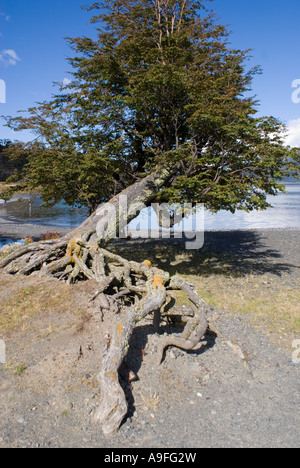 Puerto Natales 3073 Foto Stock