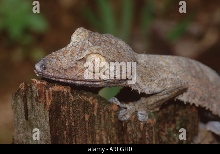 Piatto comune-tail gecko (Uroplatus fimbriatus), seduti su legno, Madagascar Foto Stock