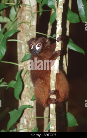 Rosso-lemure panciuto (il Eulemur rubriventer), partecipazione a tronco di albero, Madagascar Foto Stock