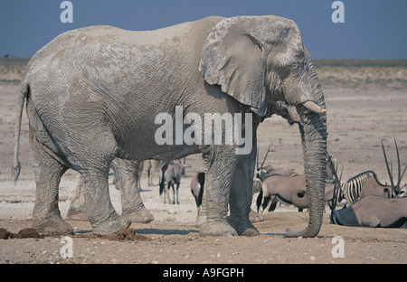 Enorme coppia old bull elefante a waterhole Etosha National Park Namibia Foto Stock