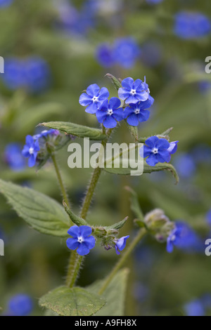 Verde Pentaglottis Alkanet sempervirens Foto Stock