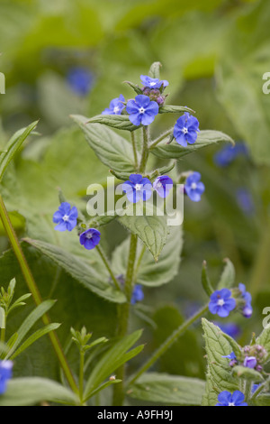 Verde Pentaglottis Alkanet sempervirens Foto Stock