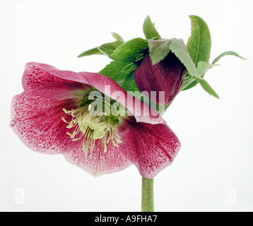 Nome comune Veratro nome latino Helleborus orientalis Foto Stock