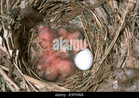 Pied flycatcher (Ficedula hypoleuca), pulcini nel nido, Germania Foto Stock