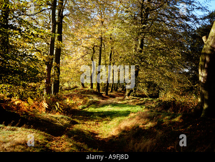 Cheshire Nether Alderley autunno percorso attraverso il bosco Foto Stock