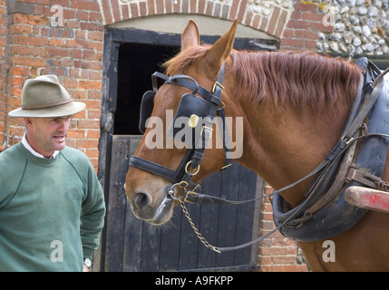 Suffolk Punch Heavy Horse con sposo Foto Stock