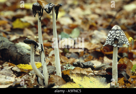 Gazza inkcap (Coprinus picaceus). Foto Stock