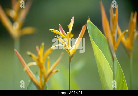 Heliconia (Heliconia psittacorum), la fioritura. Foto Stock